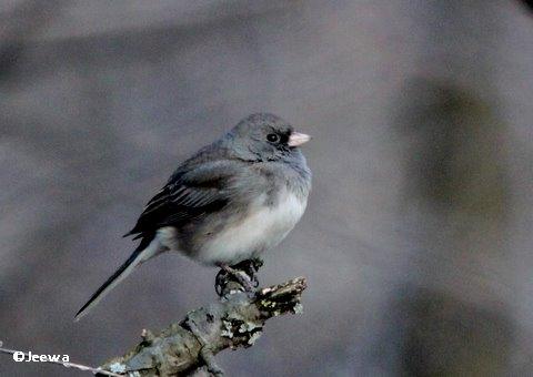 Dark-eyed junco