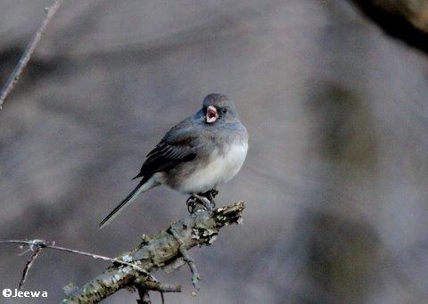 Dark-eyed junco