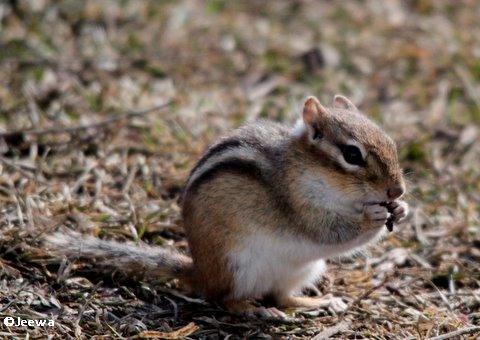 Chipmunk