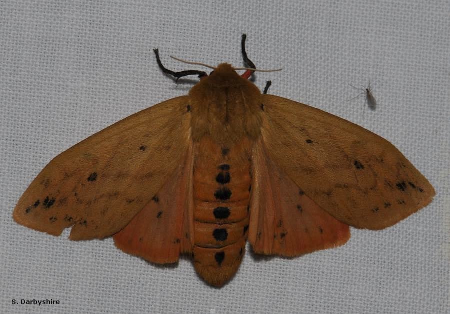 Isabella tiger moth (<em>Pyrrharctia isabella</em>), #8129
