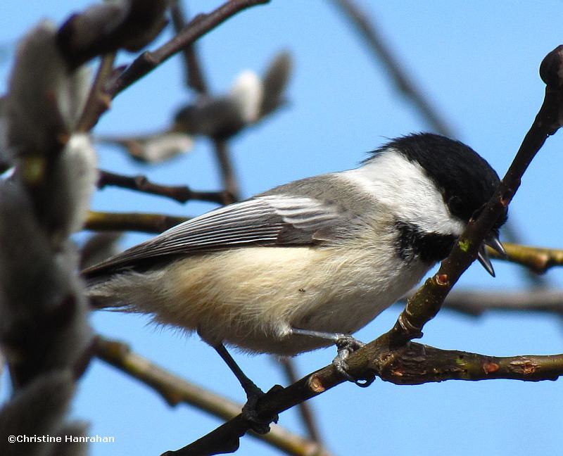 Black-capped chickadee