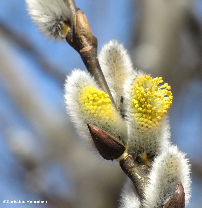Willow flowers
