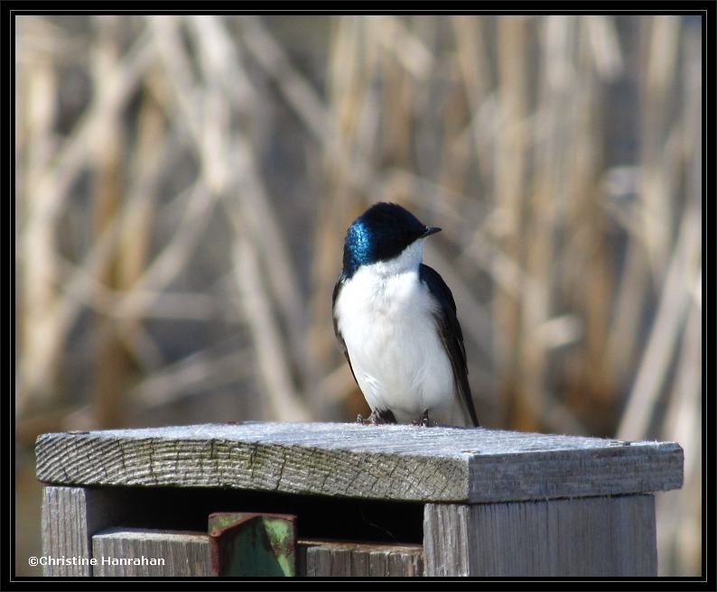 Tree swallow on nest box