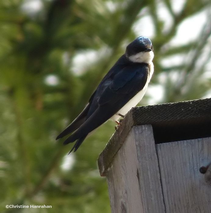 Tree swallow on nest box