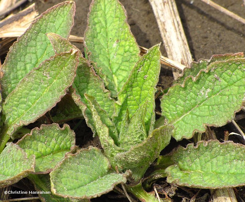 Comfrey leaves