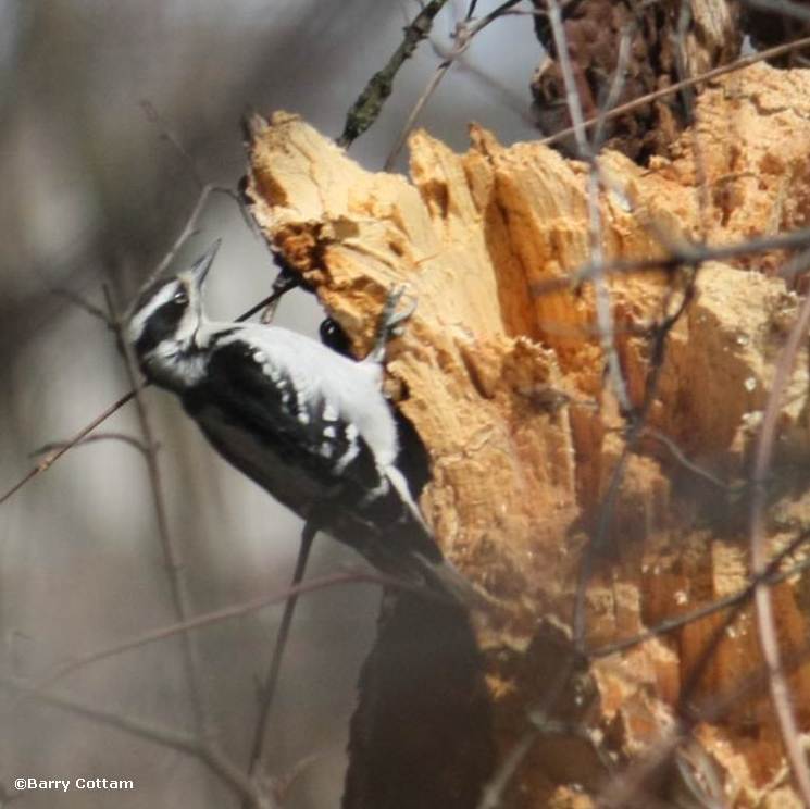 Hairy Woodpecker