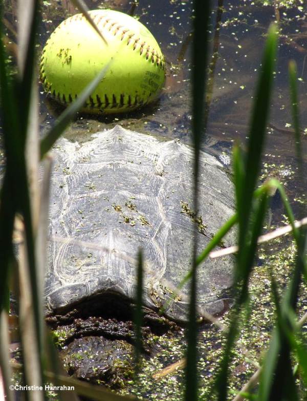 Snapping turtle contending with baseball