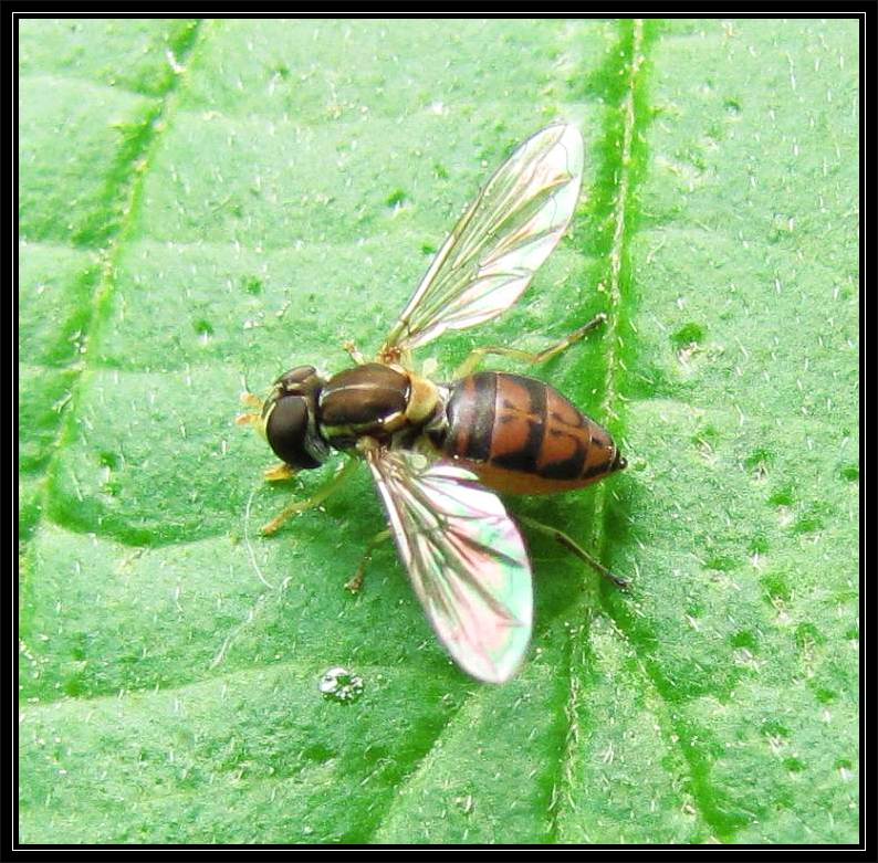 Hover fly (Toxomerus marginatus), female