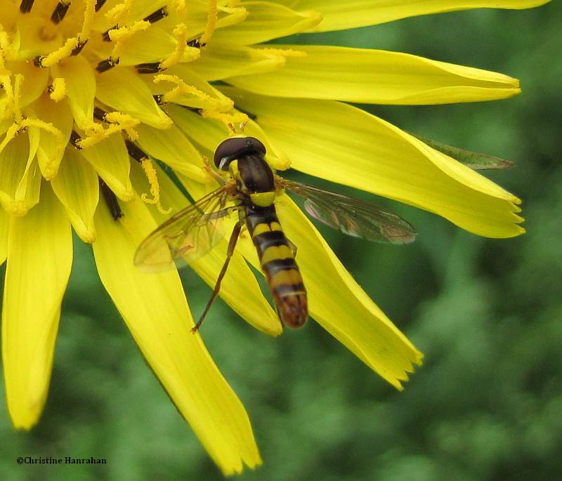 Hover fly (Sphaerophoria sp.) on goat's-beard