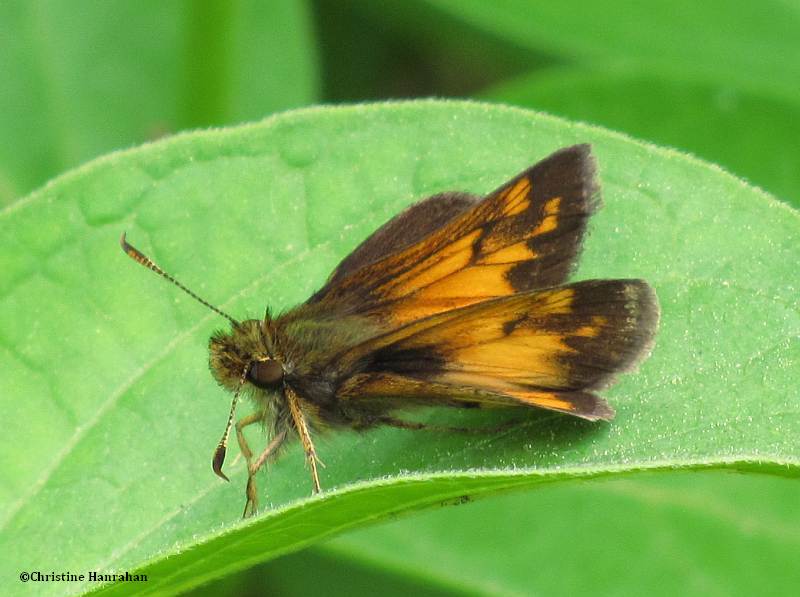 Hobomok skipper (Poanes hobomok) on DSV leaf