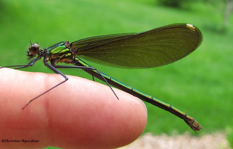 Ebony Jewelwing, female (Calopteryx maculata)