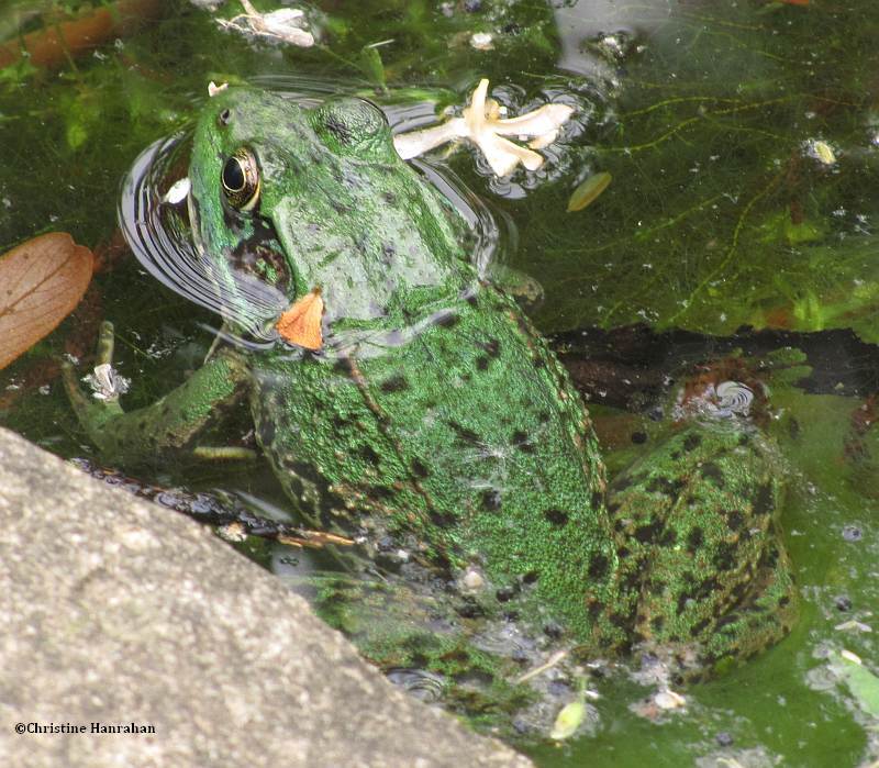 Green frog (Rana clamitans) in BYG pond