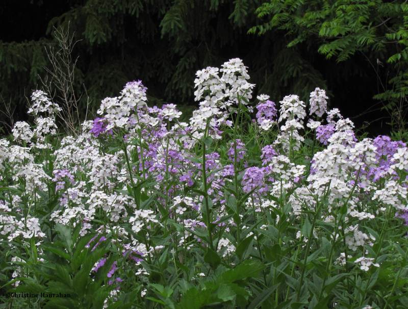 Dame's Rocket (Hesperis matronalis)