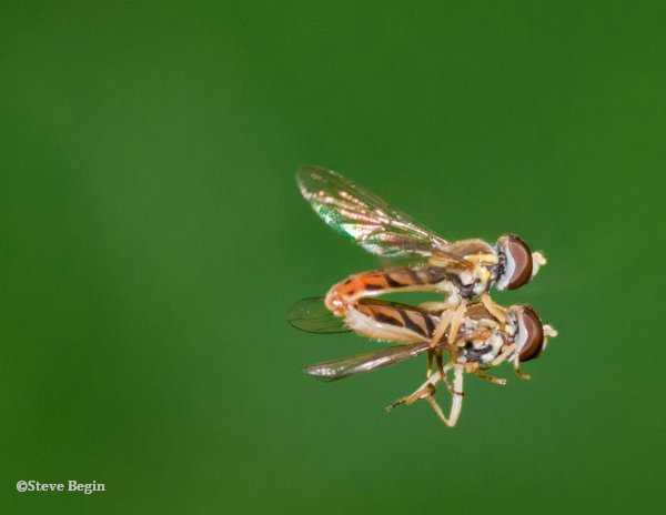 Hover flies, mating pair (Toxomerus marginatus)