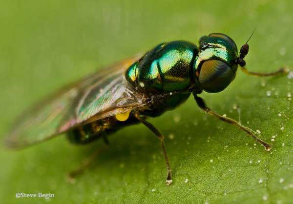 Chrysoma sp.