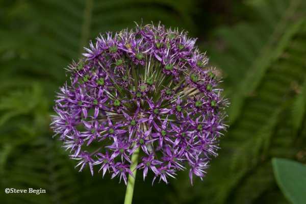 Ornamental onion (Allium)