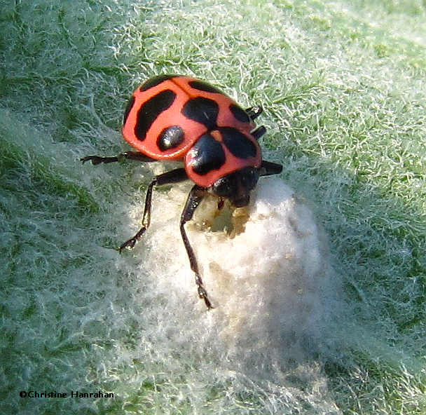 Spotted lady beetle (Coleomegilla maculata) 