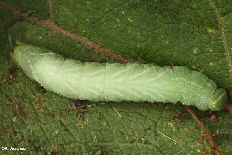 Great ash sphinx moth caterpillar (<em>Sphinx chersis</em>), #7802
