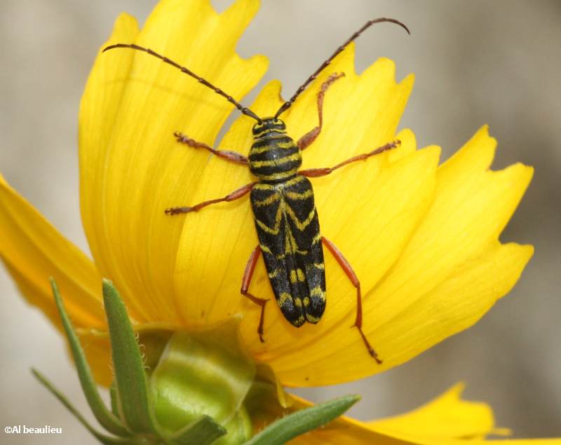 Locust borer  (Megacyllene robinia) 