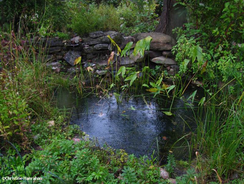 The pond in the Backyard Garden