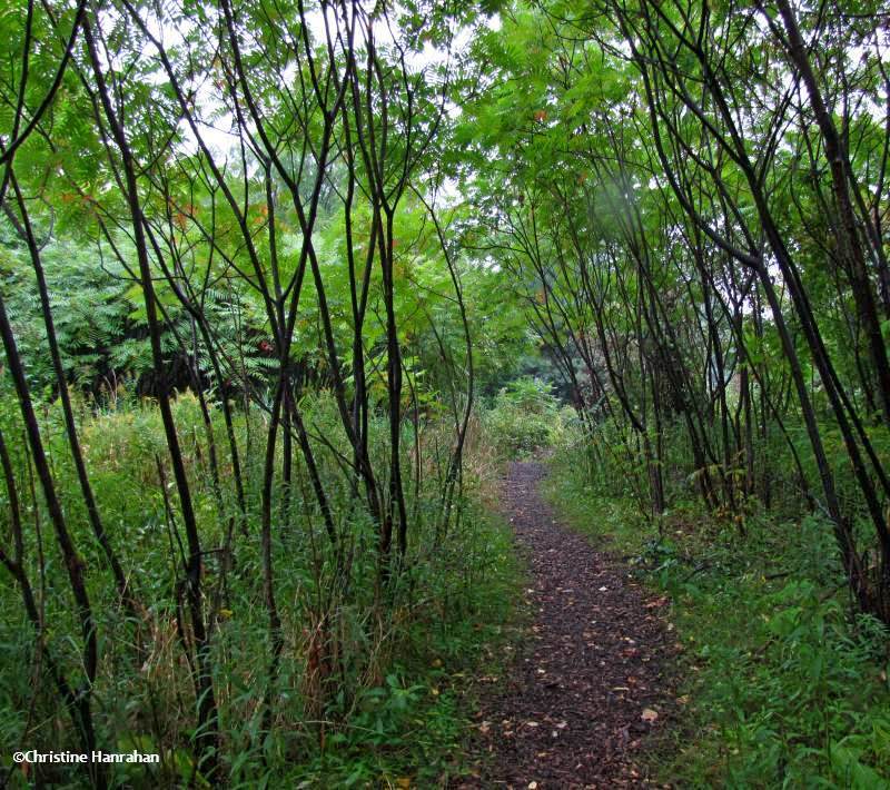Heading down the trail