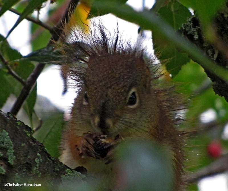 Red squirrel