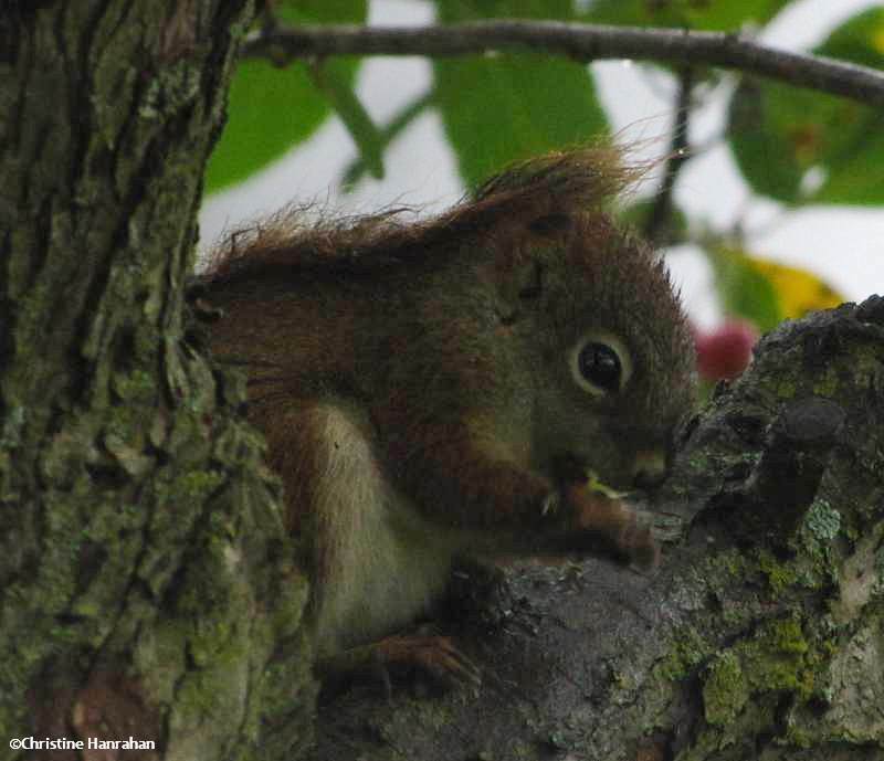 Red squirrel