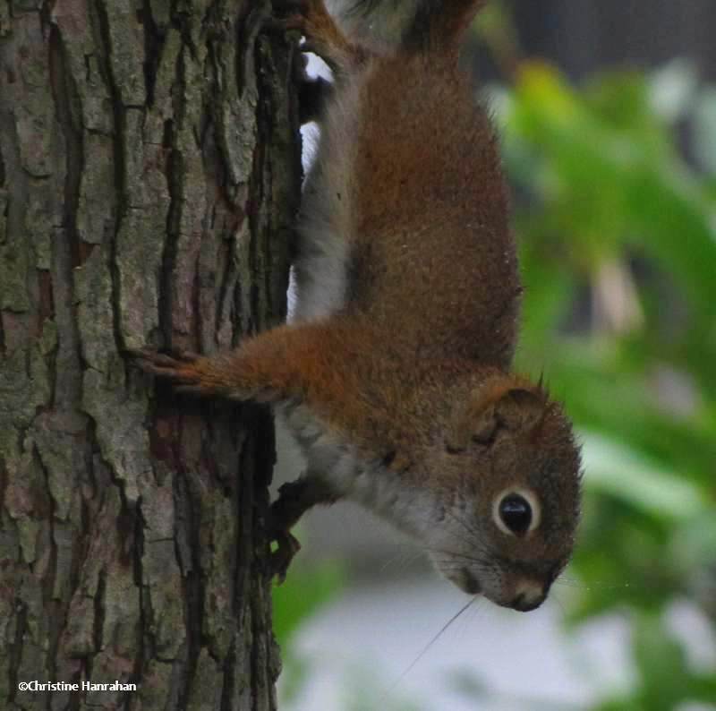 Red squirrel