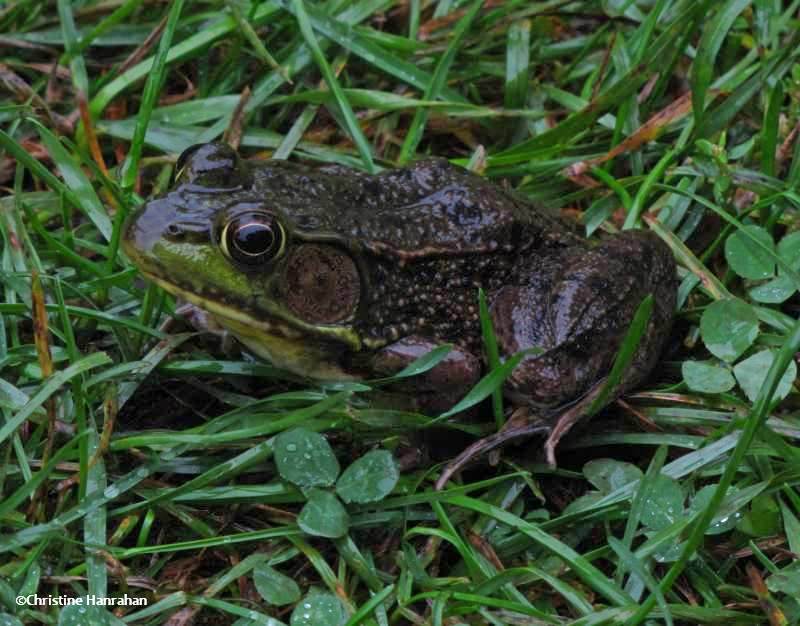 Green frog (Rana clamitans)