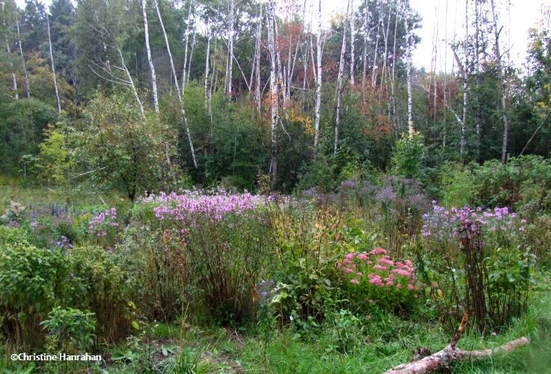 Butterfly meadow