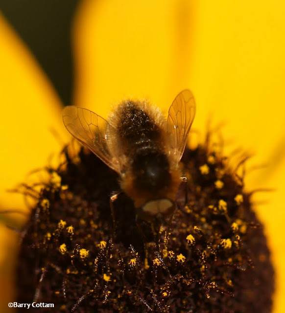 Bee fly (probably Bombylius sp.)