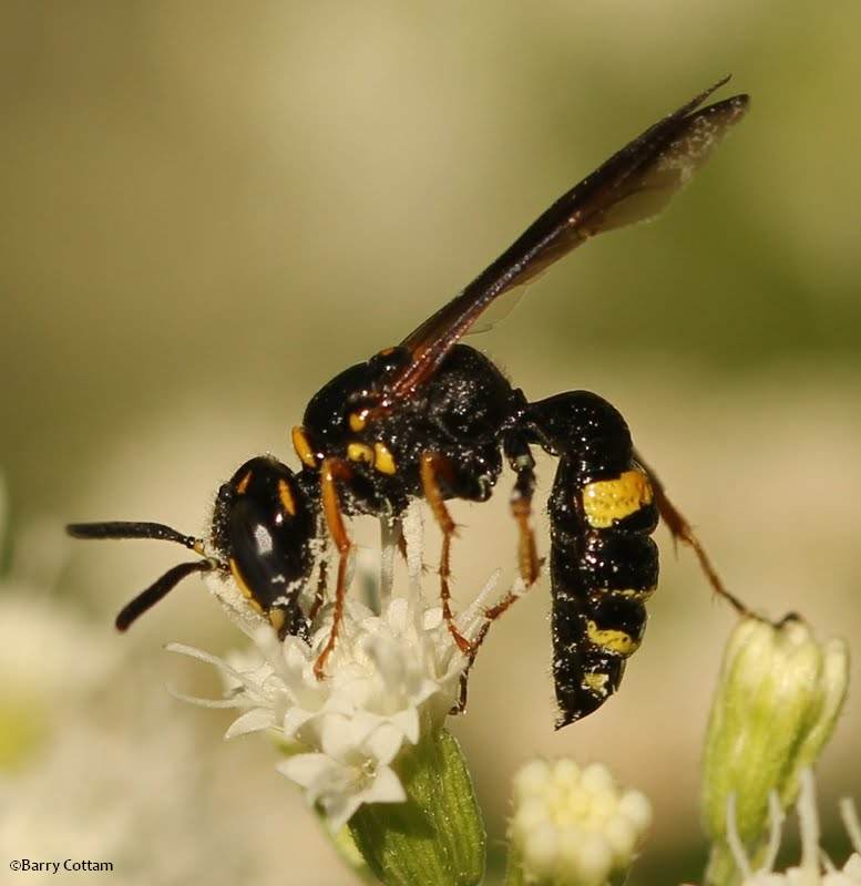 Bee Wolf  wasp (Philanthus)