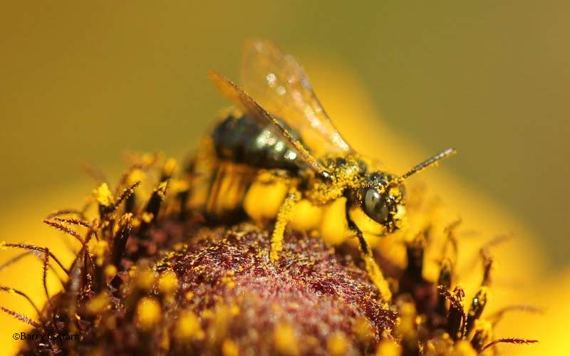 Pollen drenched bee