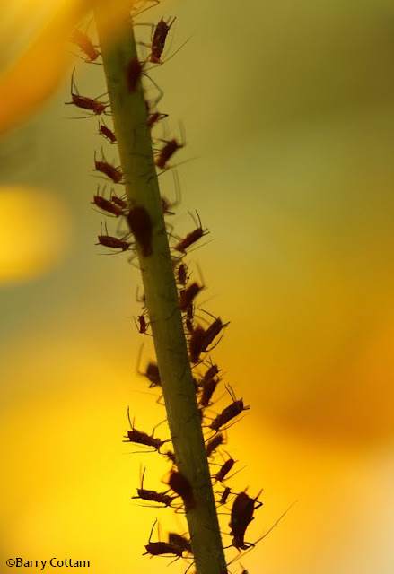 Aphids (Uroleucon sp.)