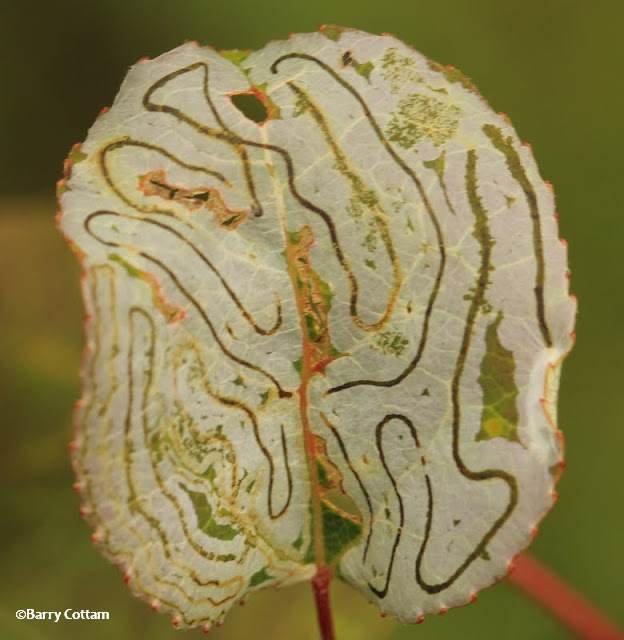 Leaf miner work