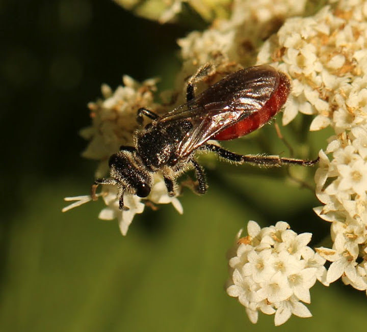 Sweat bee (<em>Sphecodes</em>)