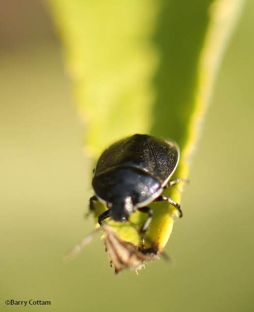 Burrowing bug (Sehirus cinctus)