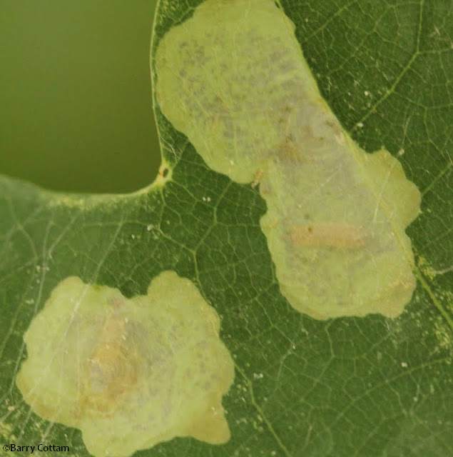 Blotch type work of a leaf miner insect