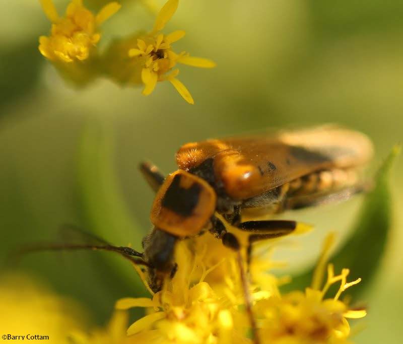 Pennsylvania leatherwing (Chauliognathus pensylvanicus)