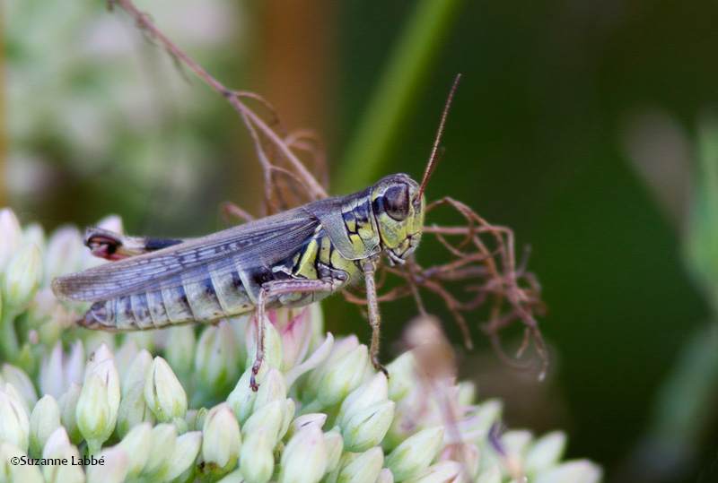 Red-legged grasshopper/Malanople-a-pattes-rouges