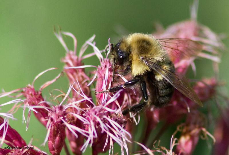 Bumble bee/Bourdon-fbrile