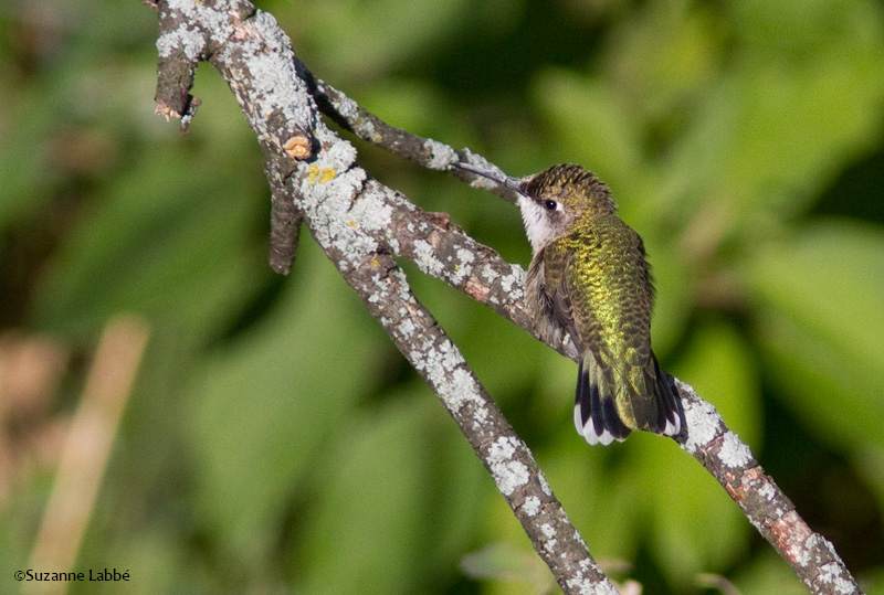 Ruby-throated hummingbird/Colibri-a-gorge-rubis