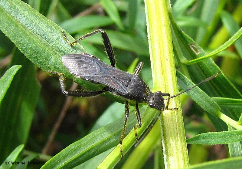 Broad-headed bug (<em>Alydus eurinus</em>)