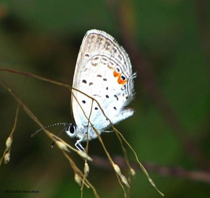 Eastern tailed blue butterfly