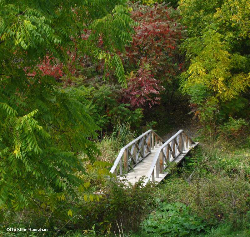 Bridge over pond