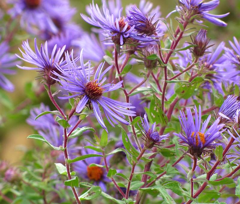 New England asters