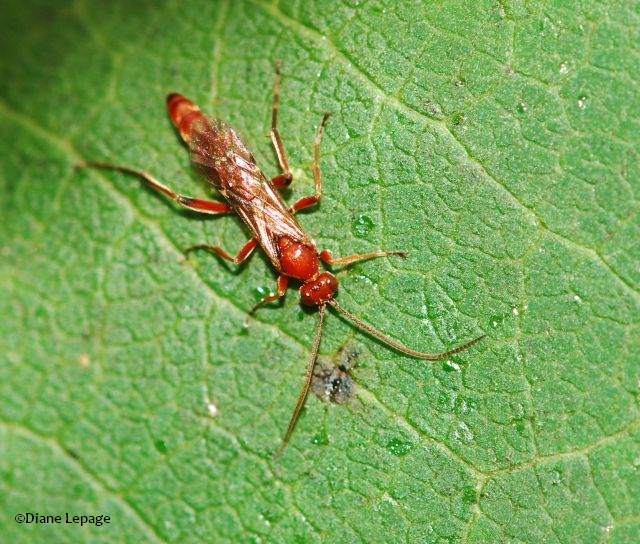 Ichneumonid Wasp (Ichneumonidae) on milkweed