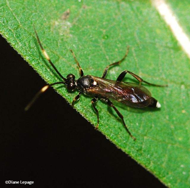 Ichneumonid Wasp (Ichneumonidae)