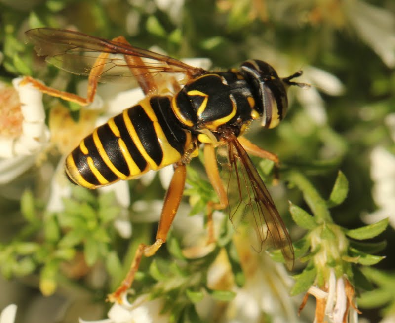 Hover fly (Sericomyia longicornis)