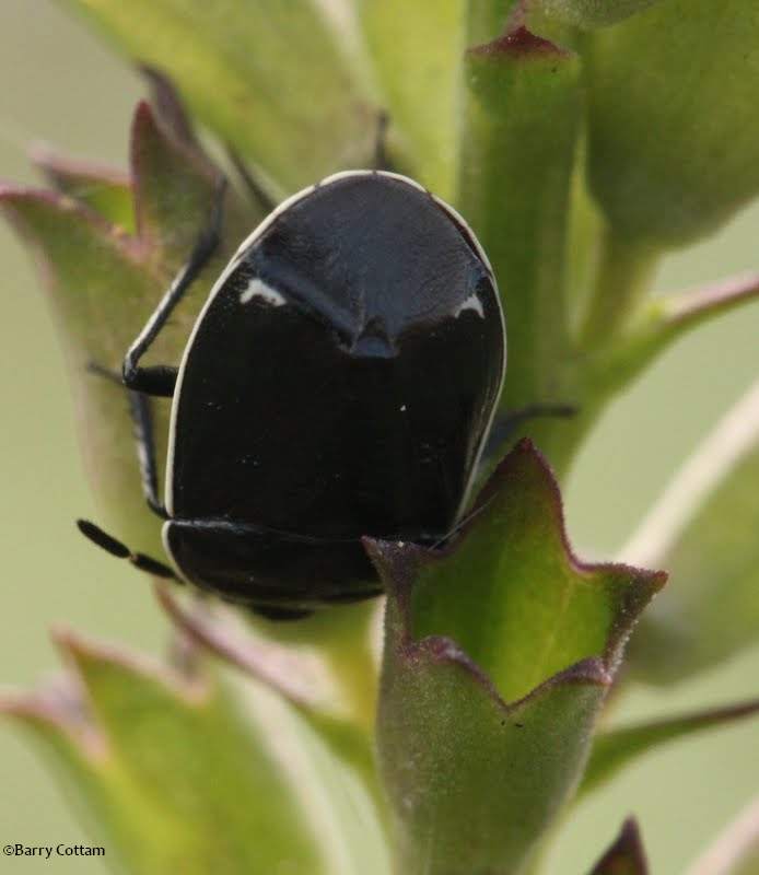Burrower bug (Sehirus cinctus)